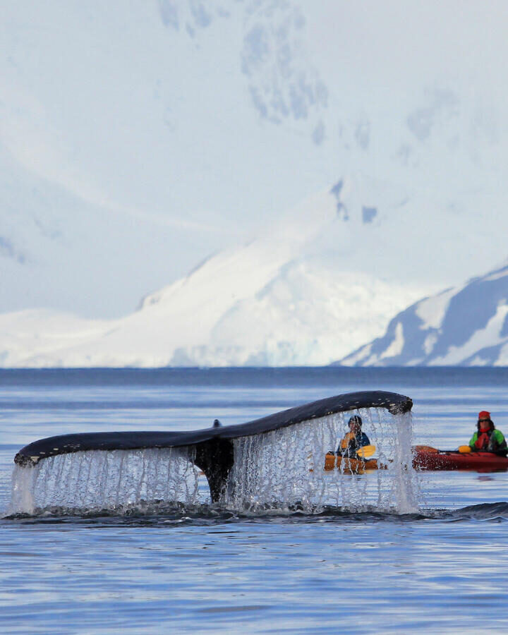 Humpback whale tail with ship, boat, showing on the dive, Antarctic Peninsula Humpback whale tail with kayak, ship, boat, showing on the dive, Antarctic Peninsula humpback, humpbackwhale, whale, kayak, fin, tail, ship, boat, whales, antarctica, ice, sea, cold, mammals, wildlife, adventure, animals, crabeater, fur, nature, north, pole, minke, arctic, seal, leopard, weddell, safaris, seals, snow, south, spring, tourism, travel, winter, frost, iceberg, jump, ocean, polar, southpole, water
