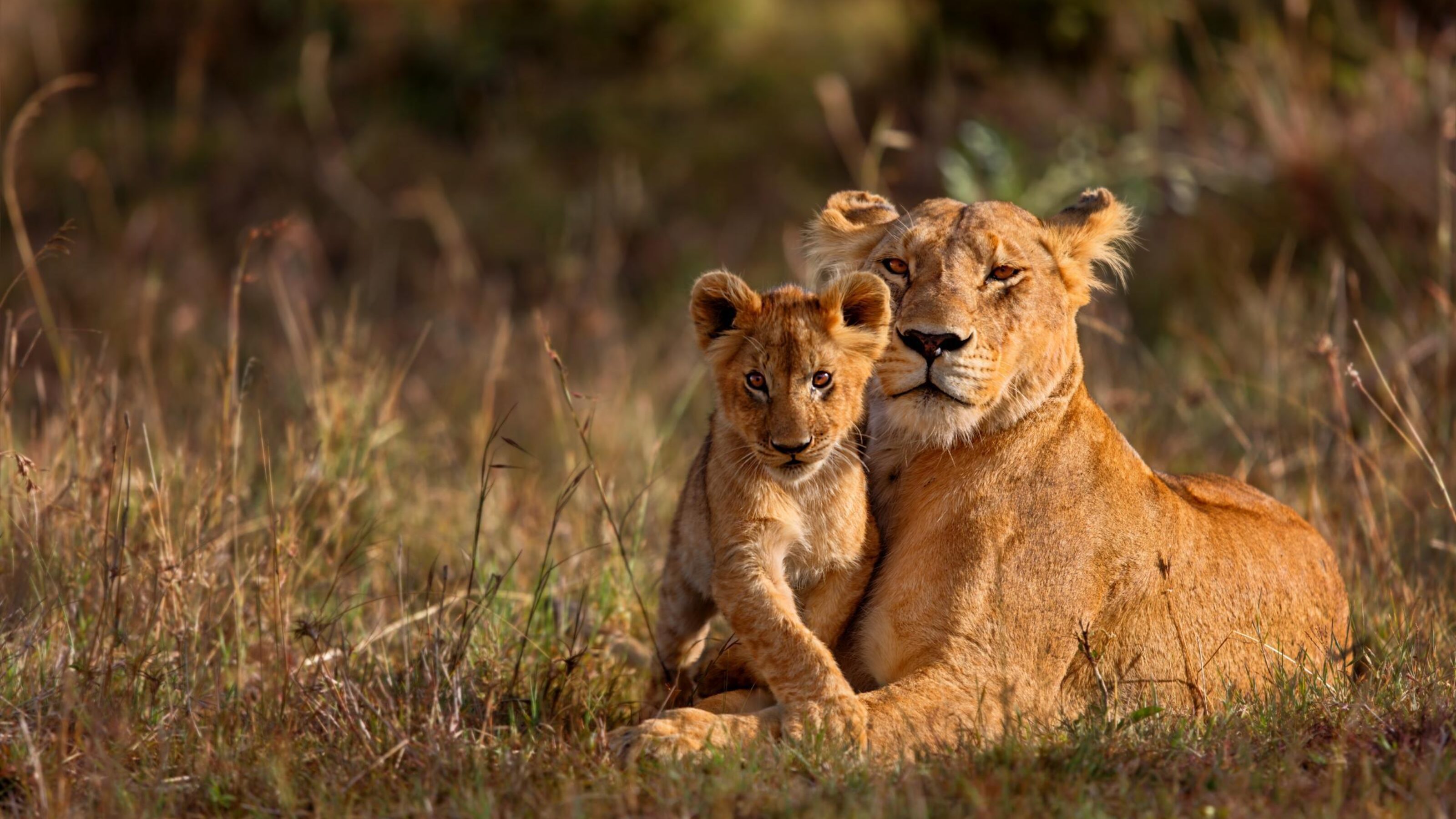 Family Safari to Kenya's Pridelands