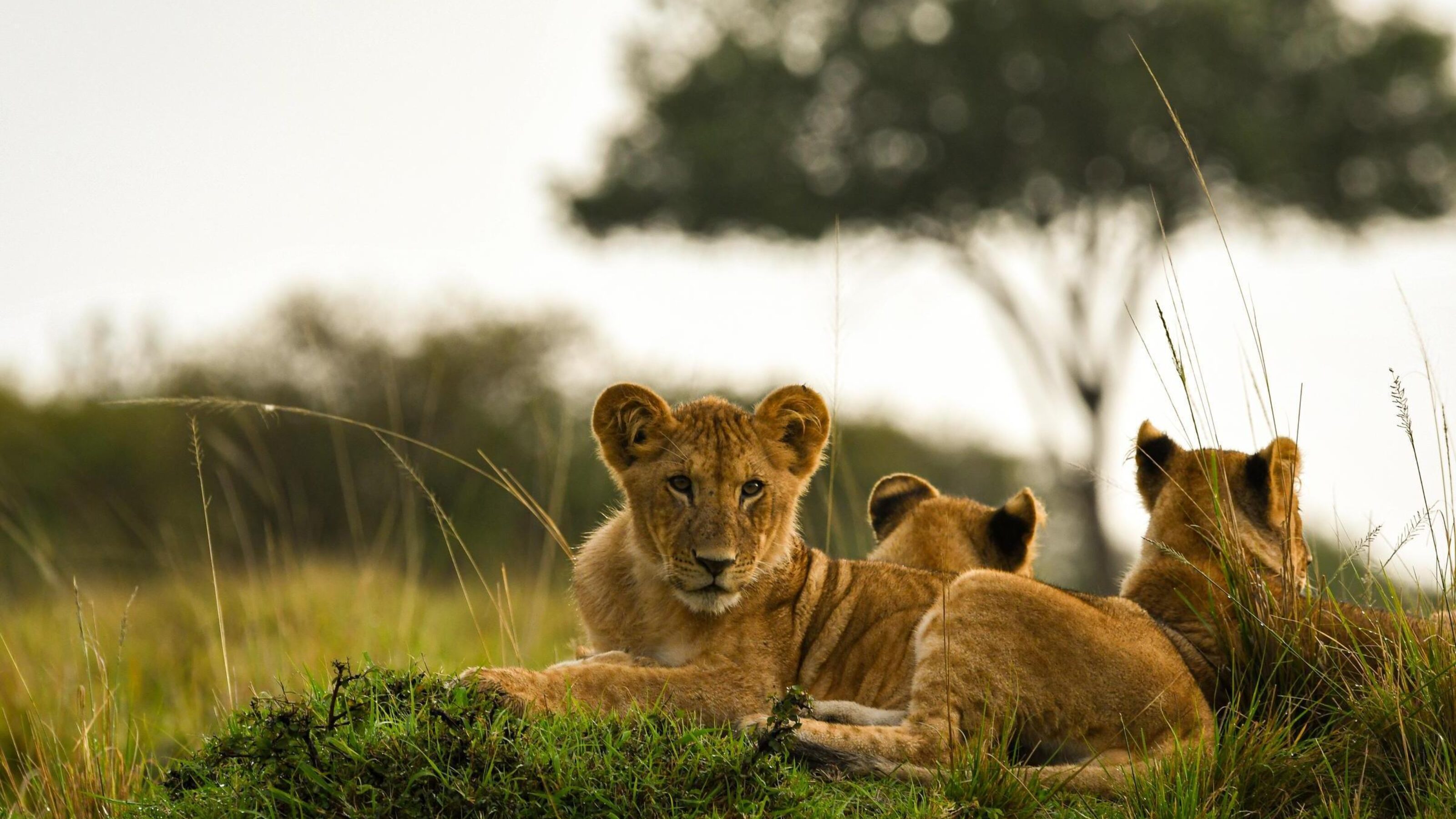 Family Safari to Kenya's Pridelands