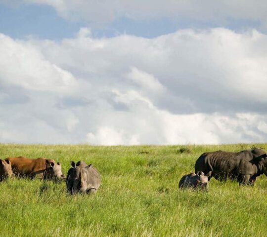 A black rhino family in Lewa
