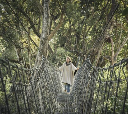Canopy walks with Lewa House in the Ngare Ndare Forest