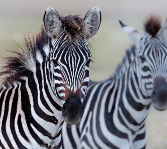Ngorongoro Crater