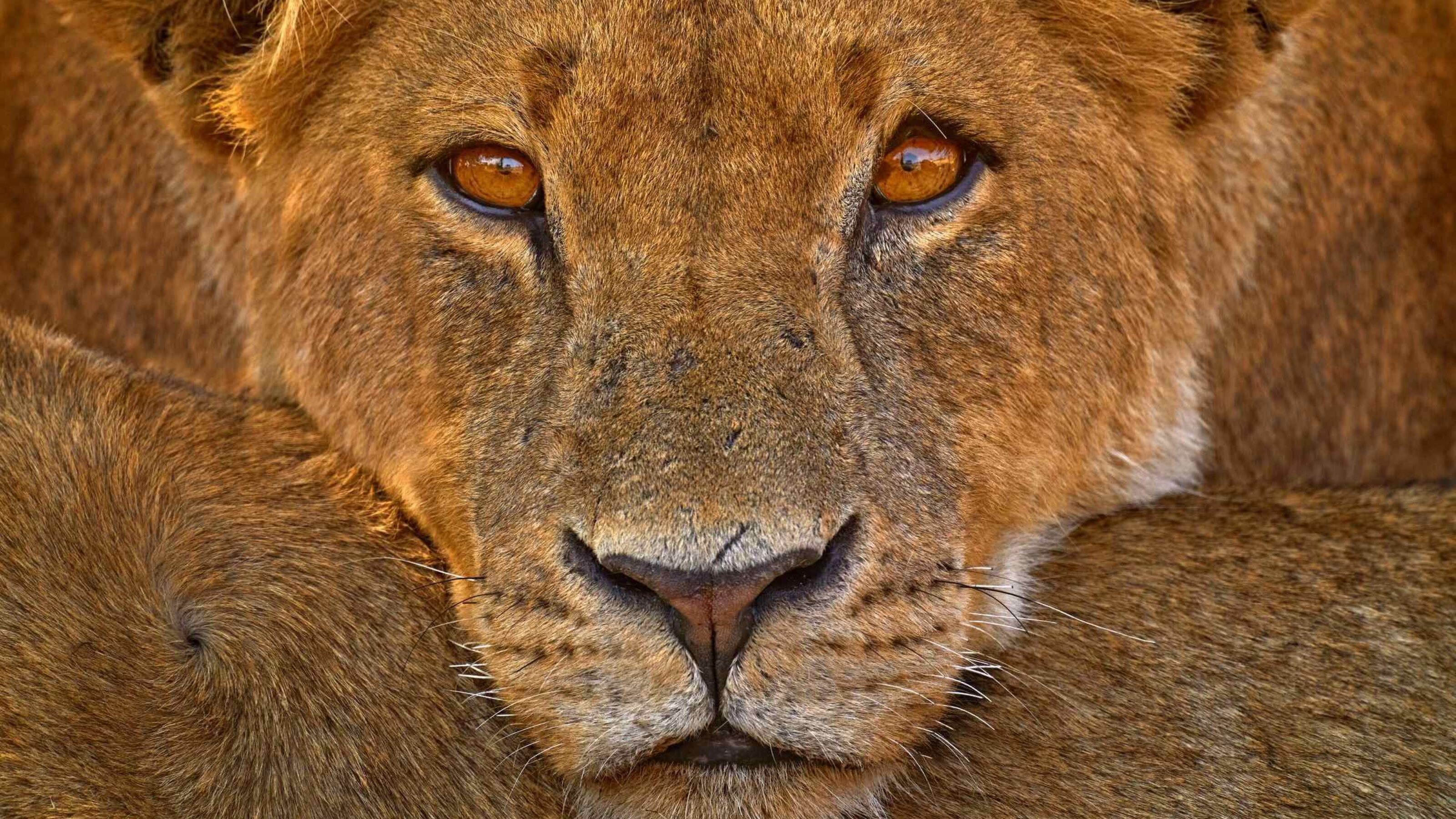 The Ultimate Southern Africa Safari