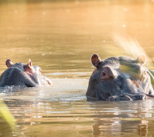 Muddy waters with wallowing hippos in the Kruger National Park