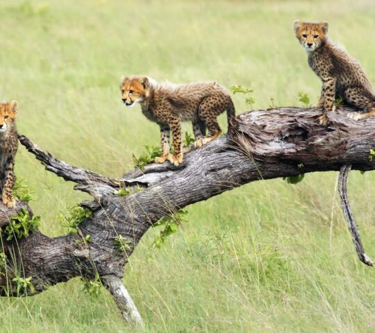 Cheetah cubs play in the Kruger National Park