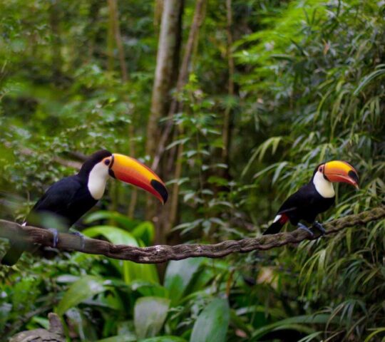 A pair of toucans sit amoung lush jungle in Iguazú National Park