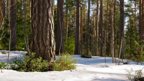 Close-up of a pine tree trunk with green vegetation at its base in a snowy forest.