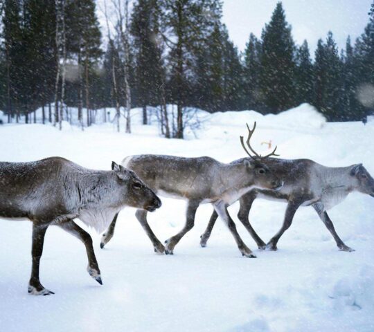 Meeting the local reindeer