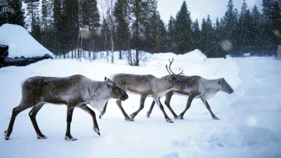 Three reindeer trek through deep snow in front of a dark evergreen forest during a snowstorm.