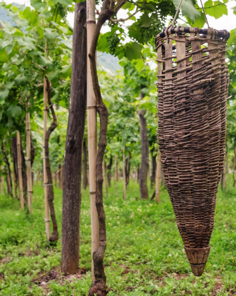 A handmade wicker basket hanging from a grapevine during luxury Central Asia tours.
