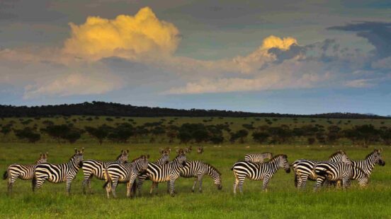 A heard of zebra grazing in the lush green grasses of the Singita Grumeti Reserves, Tanzania.