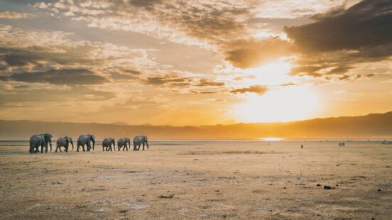 A herd of elephants walking through the desolate plains towards Lake Manyara at sunset, Tanzania.