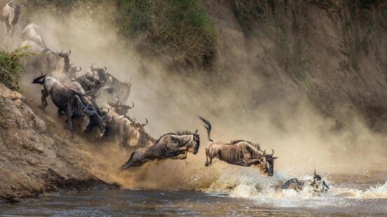 A herd of wildebeests crashing through the waters of the Mara River, between Tanzania and Kenya, during the Great Migration.