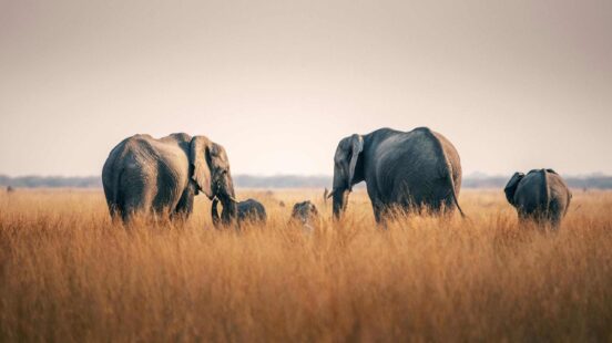 Several elephants walking through a field of tall, dry grass in the savanna.