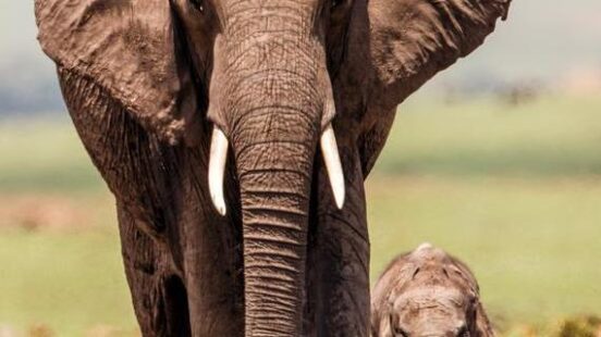 An elephant mother with calf walking on the plains of the Masai Mara National Park, Kenya.