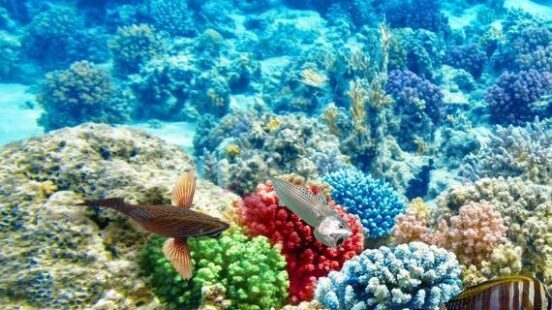 Vibrant tropical fish swim over a diverse and colorful coral reef in clear blue water.