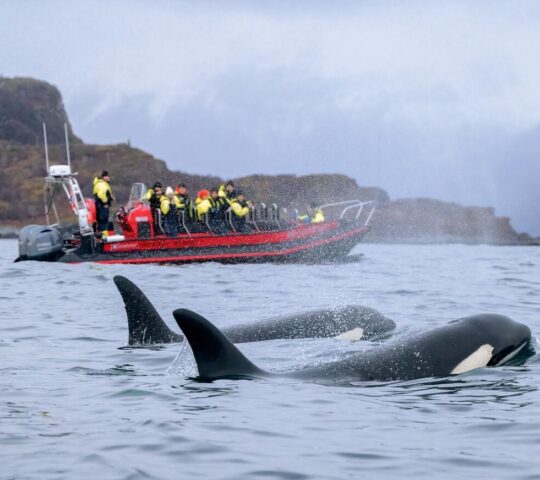 Spotting orcas in the fjords around Tromso