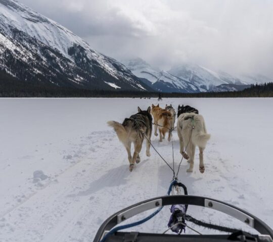 A husky sledding adventure