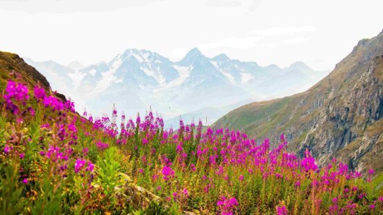Bright purple wildflowers grow on a mountain slope with tall, snow-capped peaks in the hazy background.