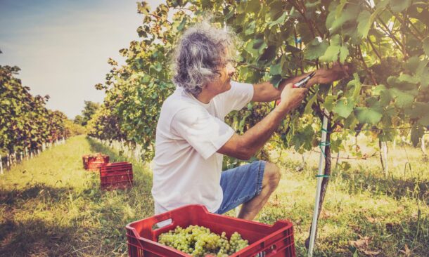 A man picking green grapes from a vine in a sunny vineyard with crates on the ground.