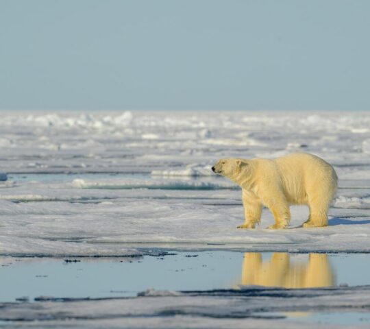Glimpsing a polar bear in the wild