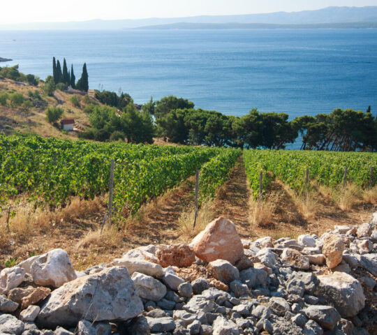 Croatian vineyards