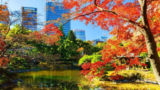 A pond in a park with red and green autumn trees, contrasting with modern city skyscrapers behind it.