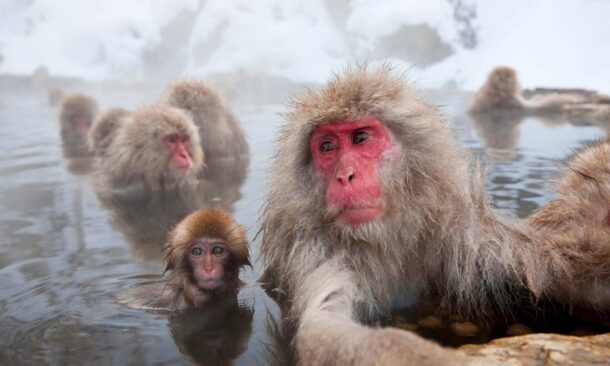 A group of Japanese macaques or snow monkeys with red faces bathing in a natural, steamy hot spring.