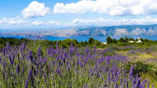 Spring on Hvar