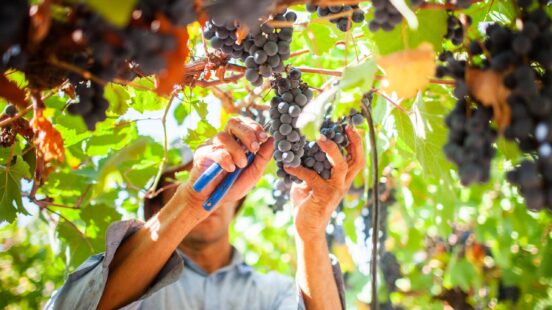 Close-up of hands using blue clippers to cut bunches of purple grapes from a leafy vine.