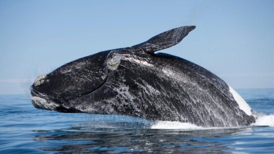 A black southern right whale leaping out of the blue ocean water.