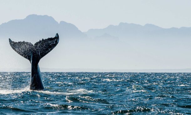 The dark tail of a whale rises from the blue ocean with mountains in the background.
