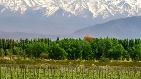 Vineyard near Mendoza