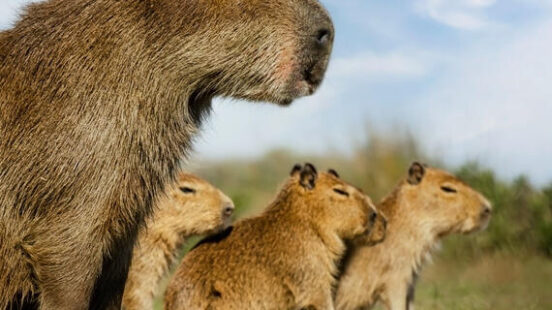 Capybara mother with her small calf in the Iberá Wetlands