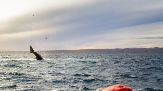 Whale watching in Valdes Peninsula, Argentina