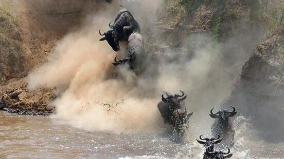 The great migration of wildebeest.