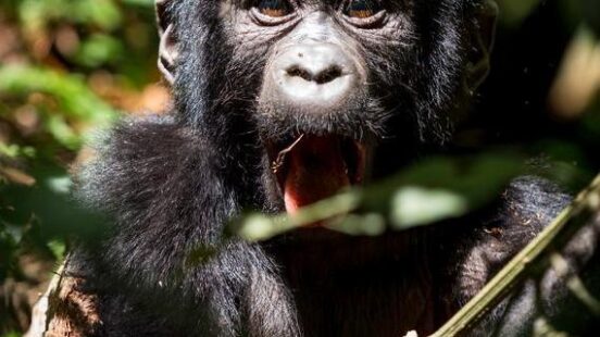 A baby gorilla seen in the jungle in Rwanda