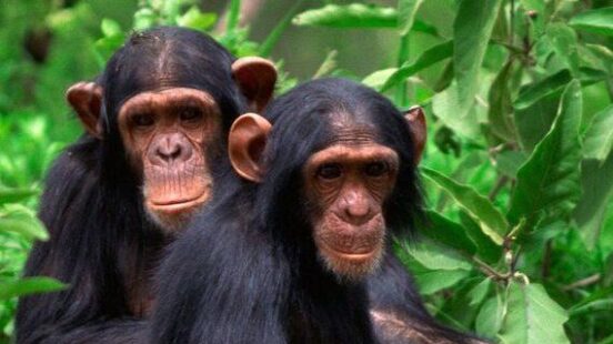 Chimpanzees in Mahale Mountains, Tanzania