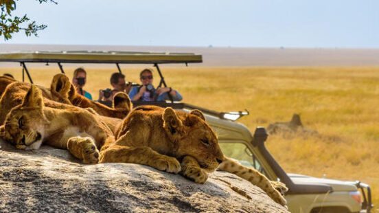 Group of young lions lying on rocks with safari jeep