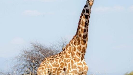 giraffe in Ruaha national park, Tanzania.