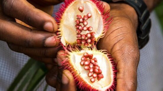 Tanzania, Zanzibar, achiote seed pod