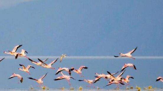 Flock of pink flamingos at Lake Manyara, Tanzania