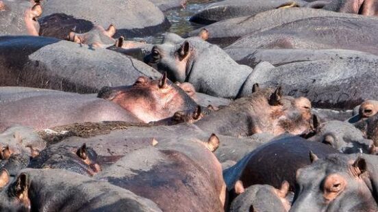 Hippo at Katavi National Park