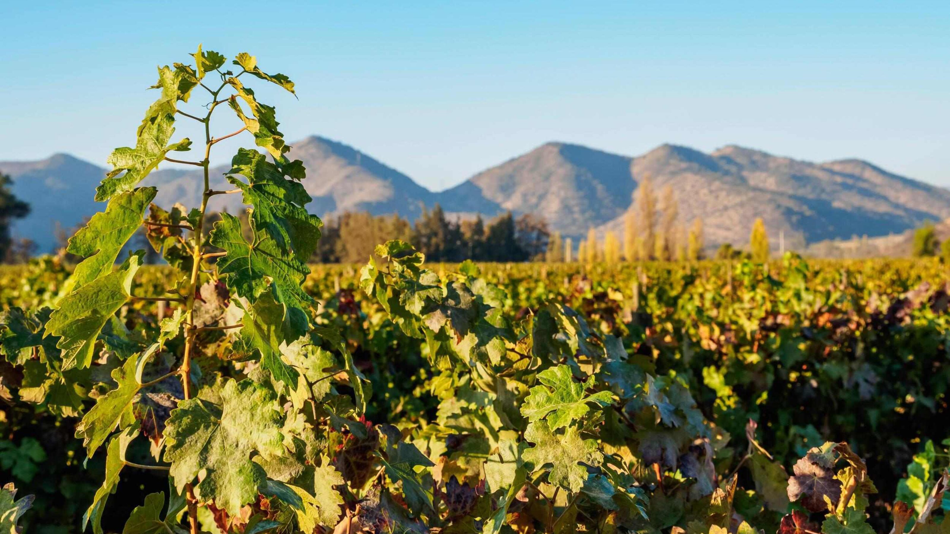 Close-up of green grapevine leaves in a vast vineyard with a backdrop of soft blue mountain peaks.