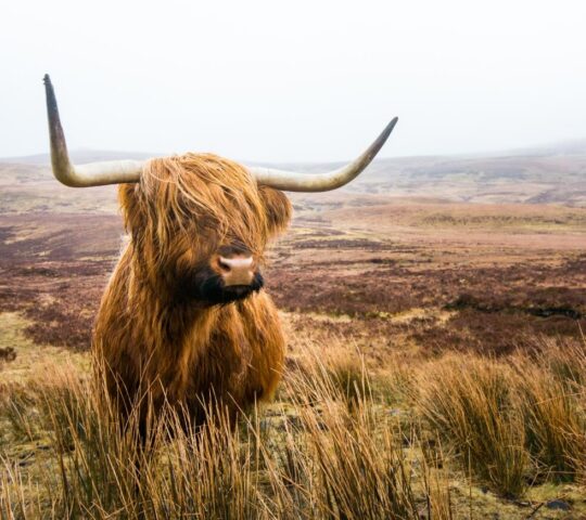 A cow in the Scottish Highlands