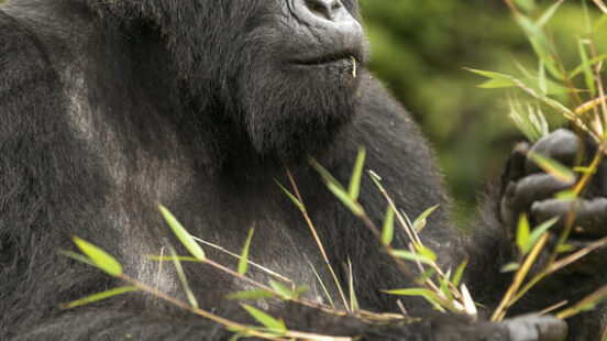 Close-up of a mountain gorilla eating green bamboo leaves in a forest.