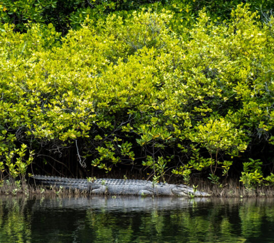 Spotting wildlife in the Daintree Rainforest