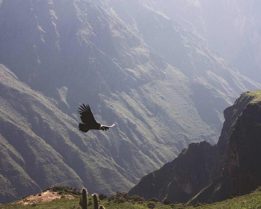 Cruz del Condor