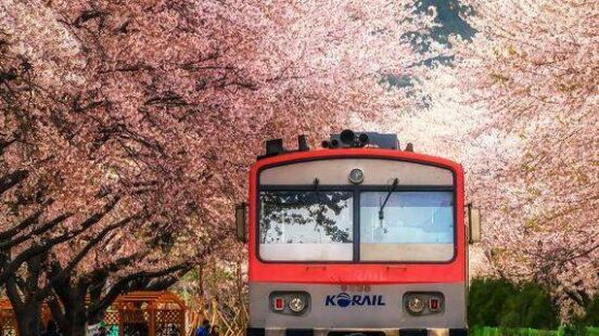 train in gyeonghwa station, busan in cherry blossom