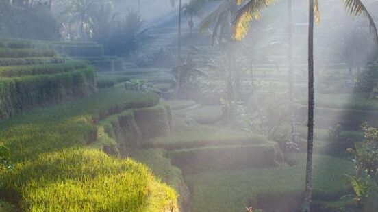 Terrace rice fields in Bali, Indonesia.